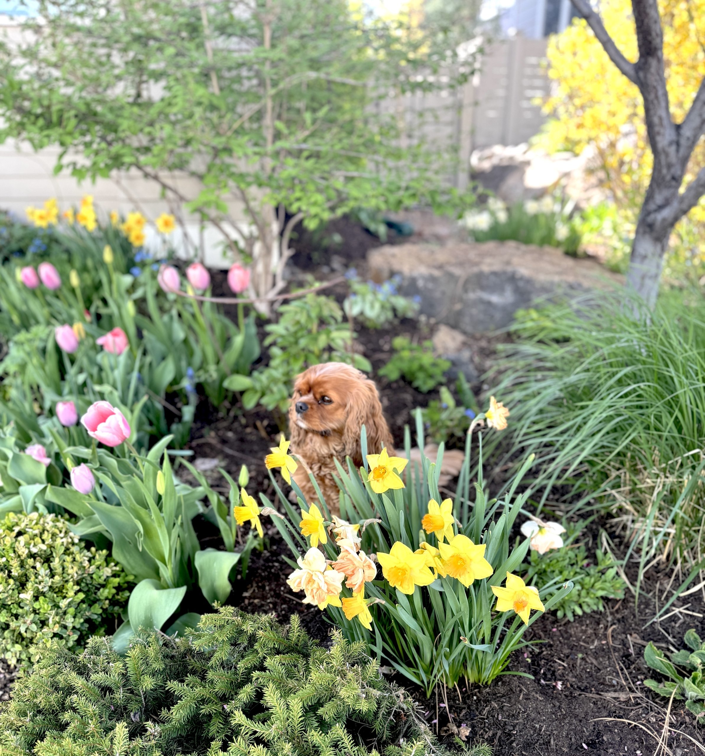 Nelletulipsdaffodilsverticalfrontgardenapril2025