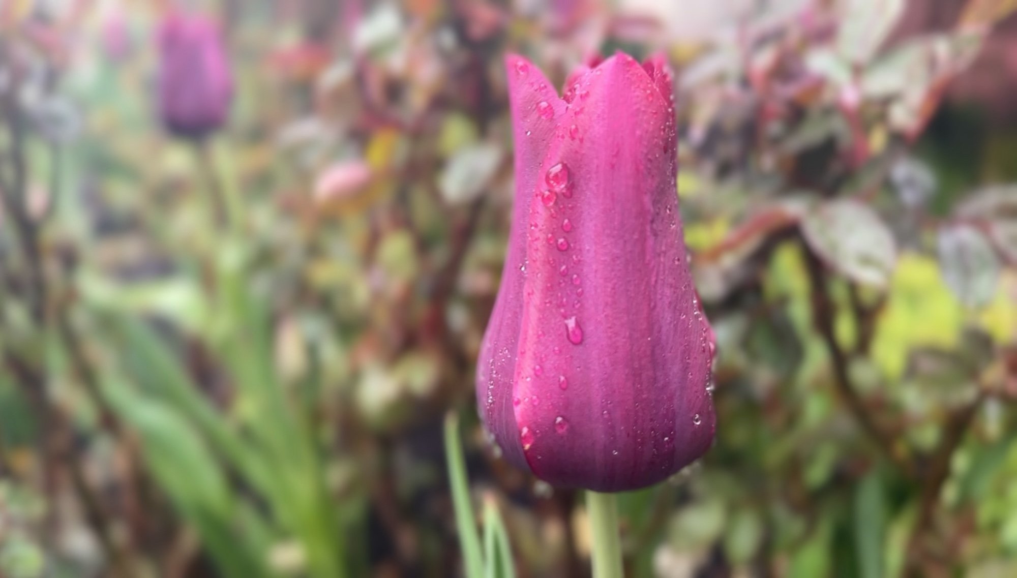 How Accepting Fuzziness Sets Us Free and Brings Us Peace