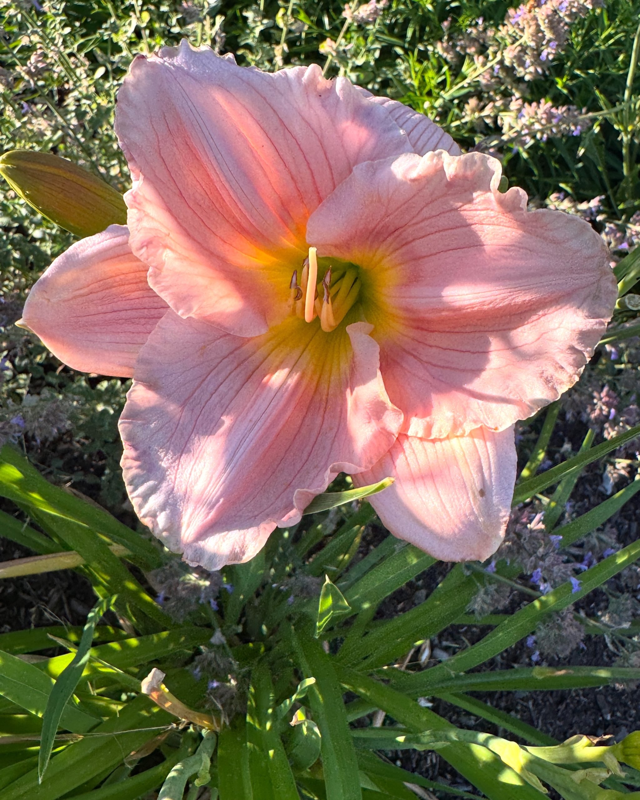 July in the Garden at Le Papillon