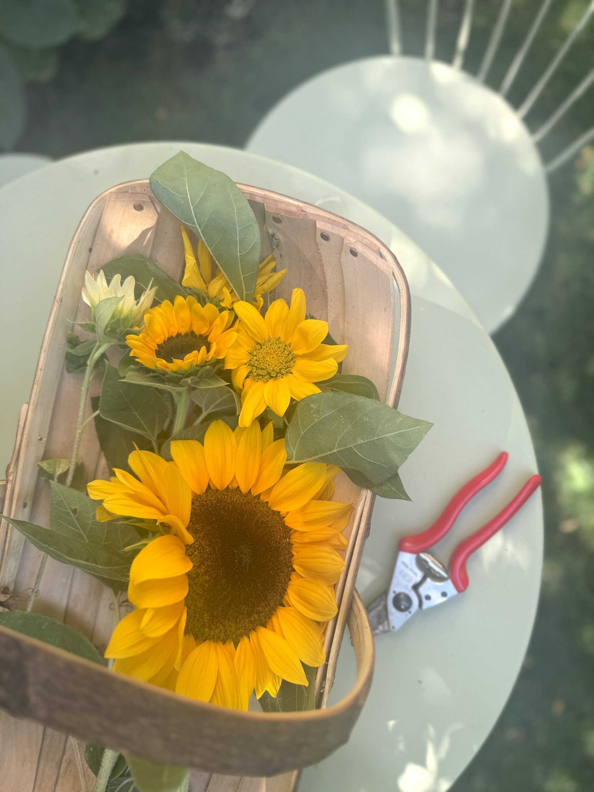 10 Things That Made Me Smile This Month, So Far . . . (July 2025)